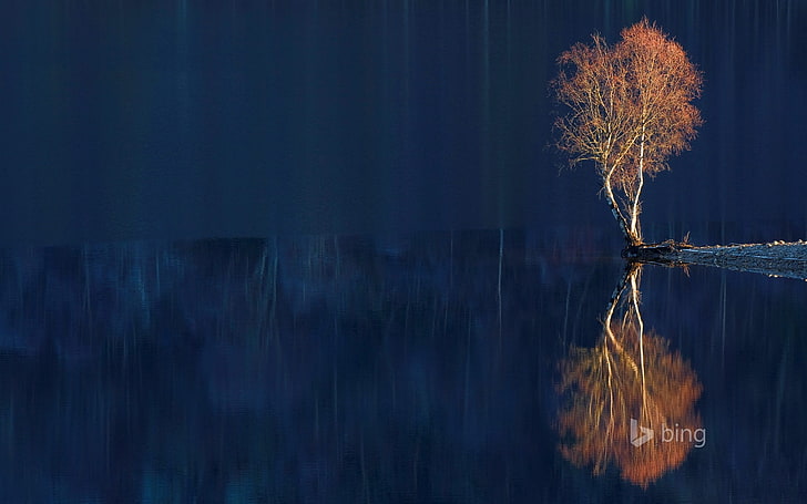 Reflection of dead trees-2015 Bing theme wallpaper, brown leafed tree, HD wallpaper