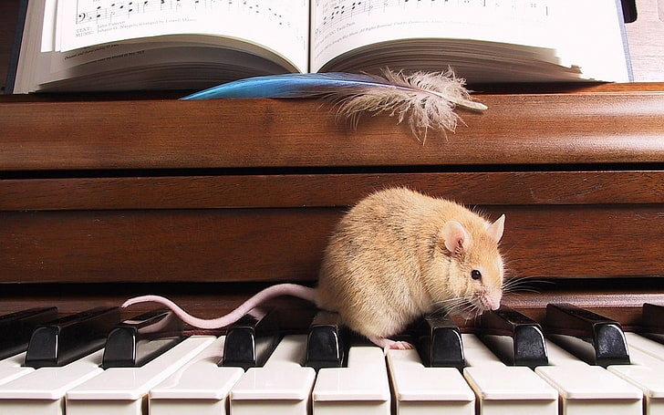 коричневый и белый рояль и грызуны, крыса, пианино, ноты, перо, грызун, лазить, HD обои
