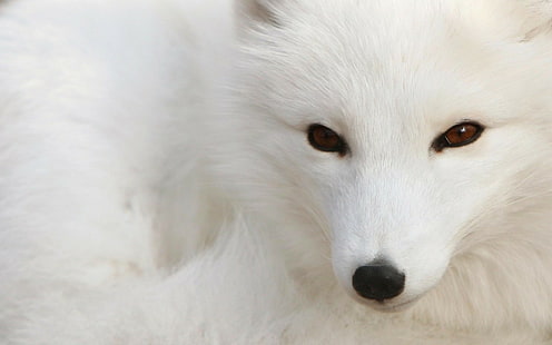бяла, арктическа лисица, животни, лисица, HD тапет HD wallpaper