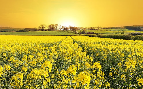 жълти цветя, рапица, пейзаж, поле, цветя, жълти цветя, слънчева светлина, HD тапет HD wallpaper