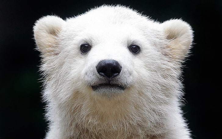 белый полярный медведь, белый медведь, детёныш, малыш, морда, фон, HD обои