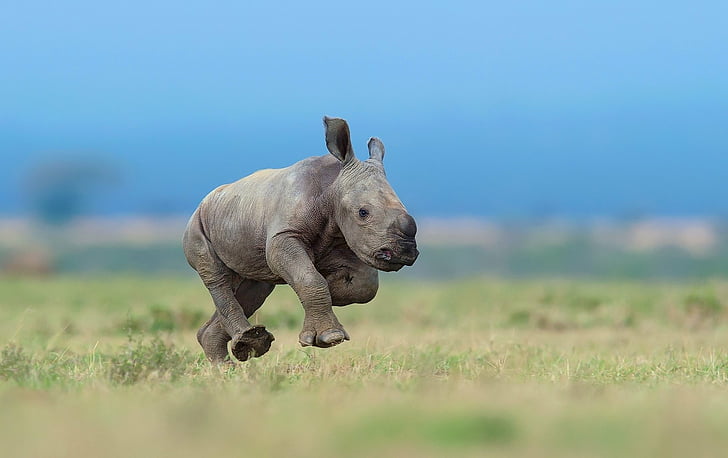 Животно, носорог, бебе животно, дълбочина на полето, дива природа, HD тапет
