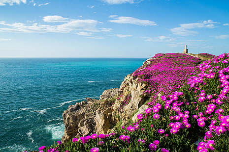ピンクのアイスプラントの花、花、海、岩、海岸、湾、スペイン、ビスケー湾、カンタブリア、ビスケー湾、Suances、 HDデスクトップの壁紙 HD wallpaper