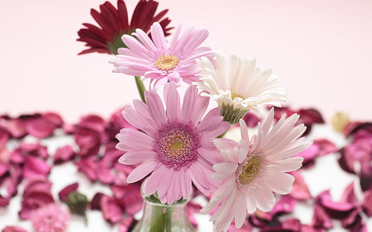 Rojo, blanco, rosa, primer plano de flores de gerbera, rojo, blanco, rosa, gerbera, flores, Fondo de pantalla HD