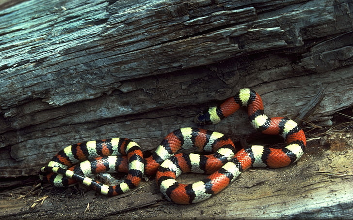red and white snake, striped, branches, tree, snake, color, HD wallpaper