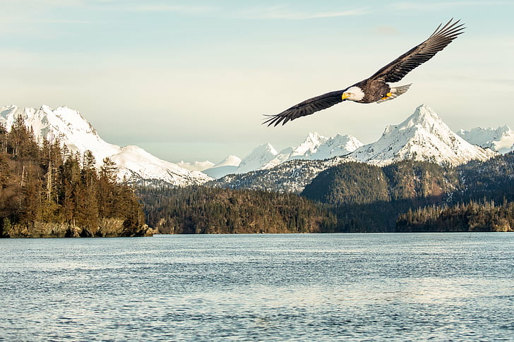 空飛ぶ白頭ワシの写真、アラスカ、アラスカ、メモリ、距離、写真、ワシアラスカ、白頭ワシ、合成、カチェマック湾、アンディ、風景、探検、探検、自然、鳥、湖、雪、野生動物、屋外、 HDデスクトップの壁紙