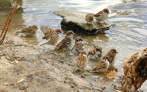 Sparrows bathing, flock of house sparrows, animals, 1920x1200, sparrow, bird, HD wallpaper HD wallpaper