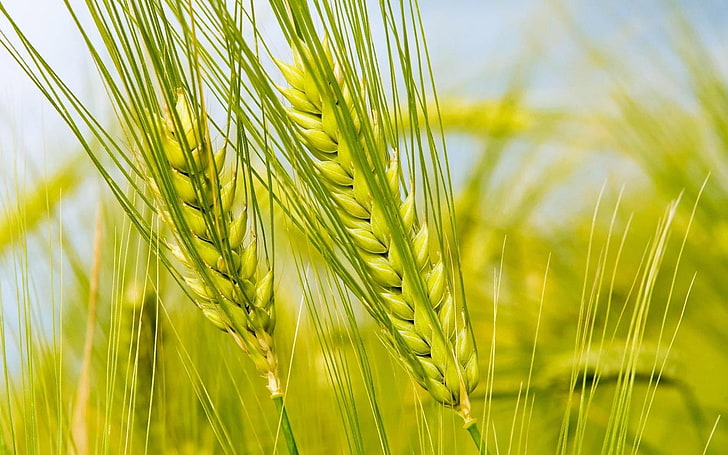 Зеленая пшеница, зеленое растение пшеницы, Природа, Другое, зеленое, пшеница, HD обои