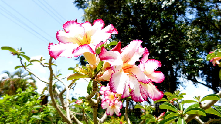 розово-белые лепестковые цветы, природа, HD обои
