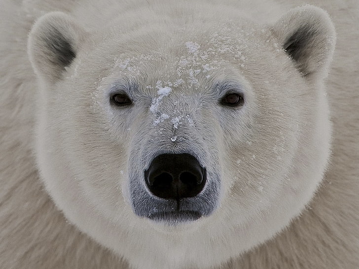 white bear, polar bear, face, fat, eyes, sleepy, HD wallpaper