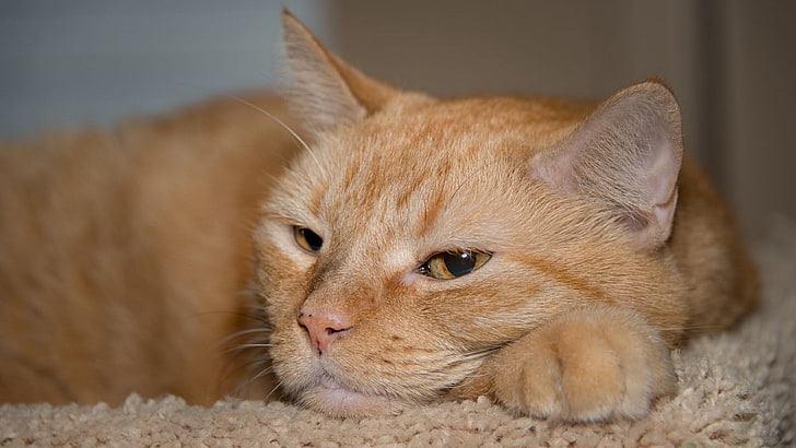 Breitbild-Katze, HD-Hintergrundbild