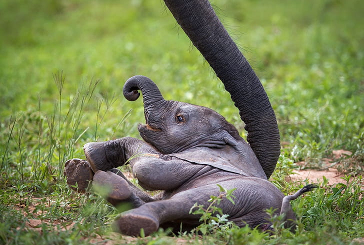 слон, слоненок, Замбия, африканская дикая природа, HD обои