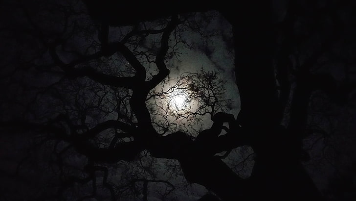 schwarzer kahler Baum, Bäume, HD-Hintergrundbild