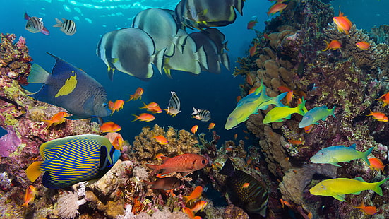 Oceano Sott'acqua Reef Tropicali Pesci Colorati Coral Wallpaper Hd, Sfondo HD HD wallpaper