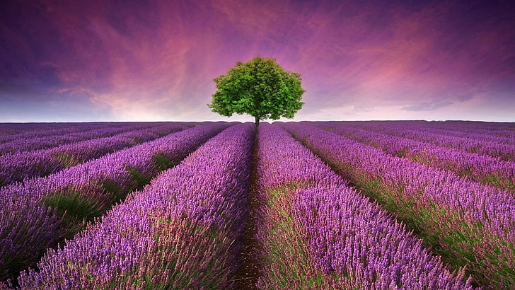 púrpura, campo, lavanda, granja de lavanda, campo de lavanda, cielo, campo de flores, Valensole, meseta de Valensole, árbol solitario, árbol solitario, paisaje, Francia, flor, Fondo de pantalla HD