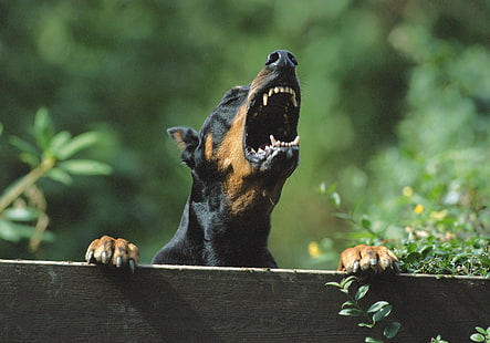 Doberman Pinscher noir et feu adulte, chien, dents, colère, Fond d'écran HD HD wallpaper