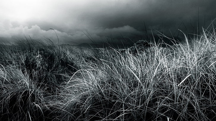 ภาพถ่ายระดับสีเทาของหญ้าการถ่ายภาพธรรมชาติทิวทัศน์ฟิลด์พืชขาวดำ, วอลล์เปเปอร์ HD