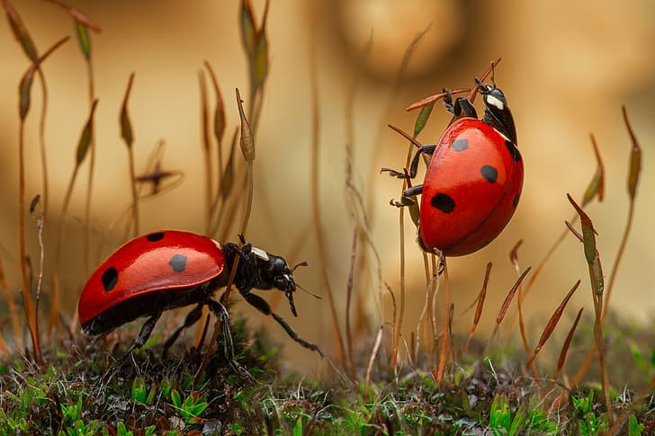 Macro, insectos, bichos, una pareja, mariquitas, hierba, Fondo de pantalla  HD | Wallpaperbetter