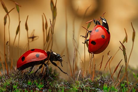  macro, insects, bugs, a couple, ladybugs, grass, HD wallpaper HD wallpaper