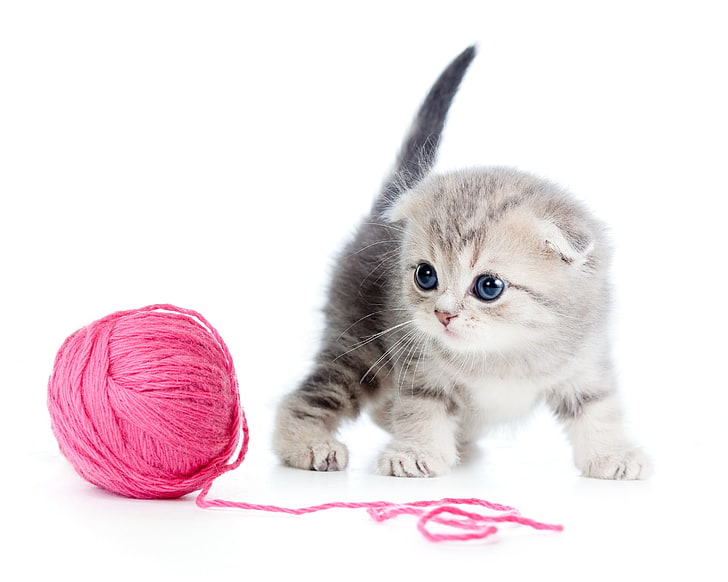 pink yarn, kitten, ball, thread, white background, HD wallpaper