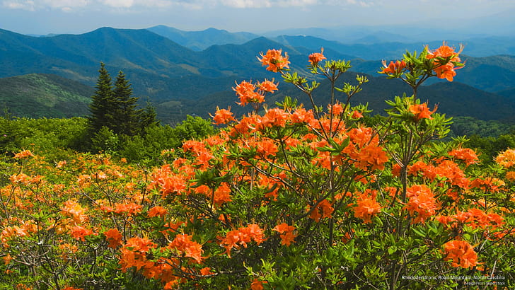 Рододендрони, планина Роан, Северна Каролина, пролет / лято, HD тапет