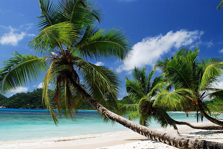 cocotero verde, playa, trópico, mar, arena, palmeras, arenoso, Fondo de pantalla HD