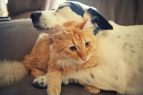 Куче, котка, приятелство, грижа, прегръдки, HD тапет HD wallpaper