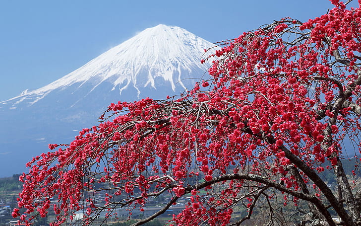 Spring Landscape Mount Fuji Peak Covered With Snow Sakura Blossomed Tree Desktop Wallpaper Hd Widescreen Free Download For Windows, HD wallpaper