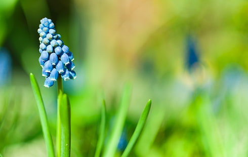 Makroschuß der blauen Blumenknospe, Blumen, Makro, Muscari, blaue Blumen, Pflanzen, HD-Hintergrundbild HD wallpaper