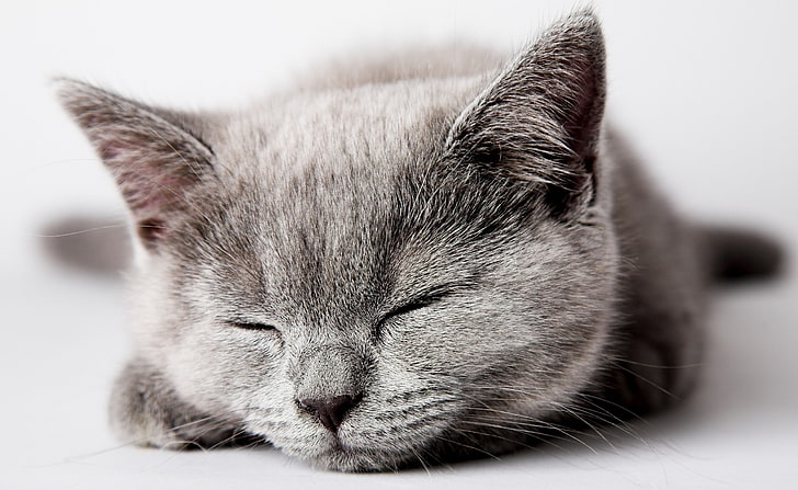 Sleepy Grey Kitten, short-haired gray kitten, Animals, Pets, Kitten, Grey, Sleepy, HD wallpaper