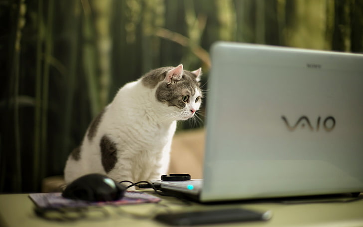 серебристый Sony VAIO ноутбук, кошка, взгляд, ноутбук, HD обои
