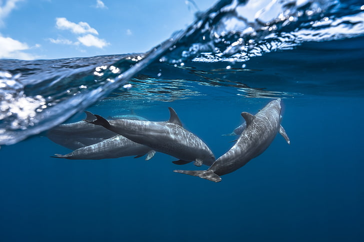cztery szare delfiny, delfin, życie morskie, podwodne, woda, natura, morze, zwierzęta, fotografia, Tapety HD