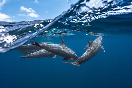 четири сиви делфина, делфин, морски живот, под вода, вода, природа, море, животни, фотография, HD тапет HD wallpaper