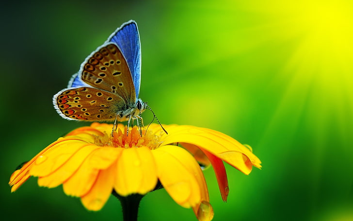 blå fjäril, natur, makro, blommor, fjäril, insekt, djur, HD tapet