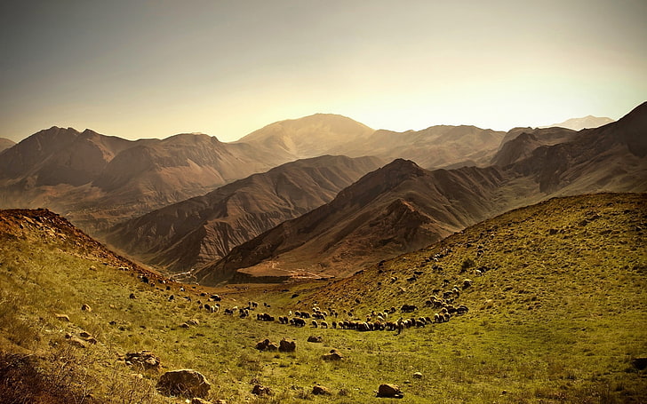 montaña de piedra marrón, ovejas, rebaño, montañas, pastos, piedras, campos, cielo, alivio, Fondo de pantalla HD