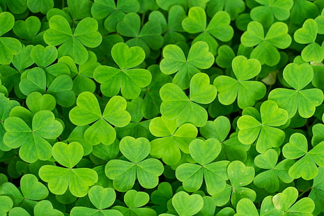 green clover leafs, Lush, clover, leafs, Fujinon, 4R, green  leaves, Gardens, nature, green Color, plant, growth, leaf, backgrounds, HD wallpaper HD wallpaper