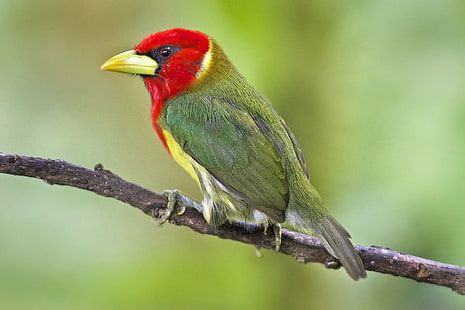 selective focus photography of yellow-beaked green and red bird perched on tree branch at daytime, barbet, ecuador, barbet, ecuador, Male, Red-headed Barbet, Ecuador, selective focus, photography, yellow, beaked, green, red bird, tree branch, daytime, Eubucco bourcierii, birding, neotropical, photos, Dave, NGC, NPC, bird, wildlife, animal, nature, branch, beak, animals In The Wild, bee-Eater, multi Colored, outdoors, perching, tree, close-up, red, HD wallpaper HD wallpaper