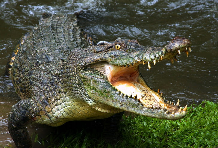 Animals, Crocodiles, Reptile, Water, green crocodile, animals, crocodiles, reptile, water, HD wallpaper
