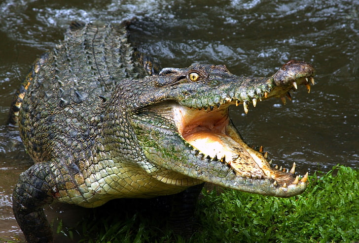 green crocodile, animals, crocodiles, reptiles, water, HD wallpaper