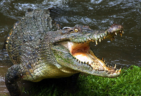 green crocodile, animals, crocodiles, reptiles, water, HD wallpaper HD wallpaper