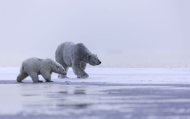 Alaska, Arctic, polar bear family, cold, Alaska, Arctic, Polar, Bear, Family, Cold, HD wallpaper