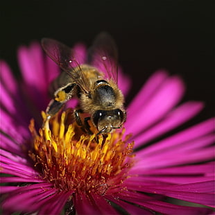 紫の花びらの花に茶色の蜂、庭、茶色、蜂、紫、花、ブルメン、ガーテン、ビエネン、昆虫、自然、自然、コメントグループ、ギア、私、プレミアム、金、プラチナ、ダイヤモンド、NGC、ギャラリー、ファンタスティック、ショット、昆虫、受粉、マクロ、花粉、クローズアップ、蜂蜜、植物、夏、動物、黄色、単一の花、春、花びら、ミツバチ、動物の翼、自然の美しさ、 HDデスクトップの壁紙 HD wallpaper