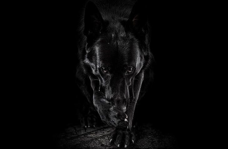 Dogs, German Shepherd, Black & White, Dog, HD wallpaper