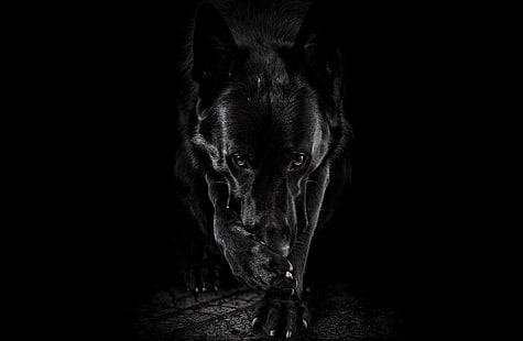 Psy, owczarek niemiecki, czarno-biały, pies, Tapety HD HD wallpaper
