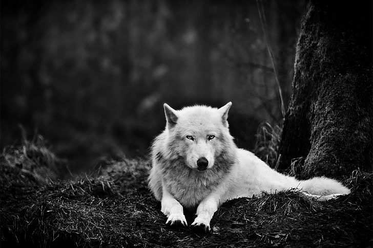wilk leżący w pobliżu drzewa, zwierzęta, natura, wilk, drzewa, monochromatyczny, Tapety HD