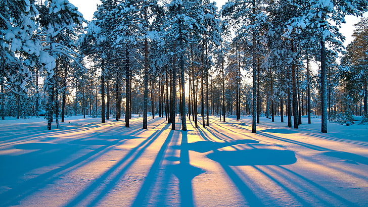 свет, снежный, спокойствие, тень, солнечный свет, еловый лес, утро, лесистая местность, мороз, зима, замерзание, сосновый лес, небо, лес, дерево, природа, снег, HD обои