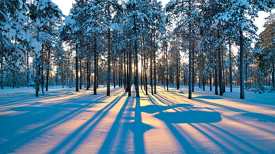 ljus, snöig, lugn, skugga, solljus, granskog, morgon, skog, frost, vinter, frysning, tallskog, himmel, skog, träd, natur, snö, HD tapet HD wallpaper