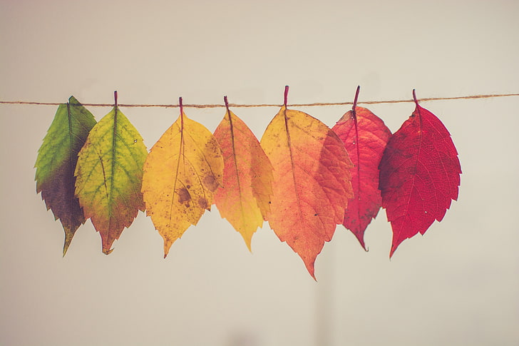 lotto di foglie, foto di lotti di foglie di colori assortiti, macro, foglie, autunno, corde, Sfondo HD