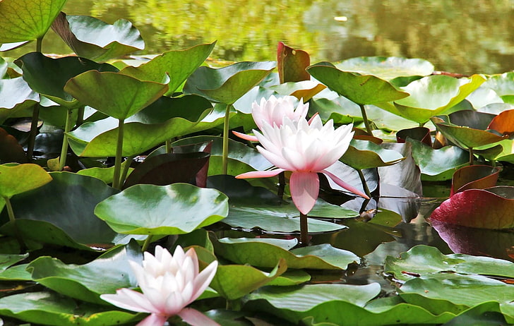 trzy biało-różowe kwiaty lotosu, lilie wodne, woda, liście, zbliżenie, Tapety HD
