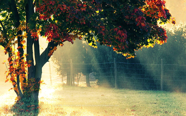 Musim Gugur Pagi, pagi, musim gugur, Wallpaper HD